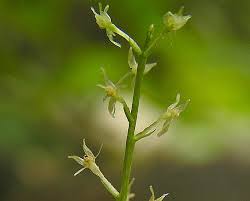 Attēlu rezultāti vaicājumam “Malaxis monophyllos leaf”