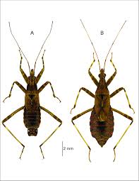 Attēlu rezultāti vaicājumam “Himacerus apterus”