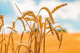 Image result for Weizen