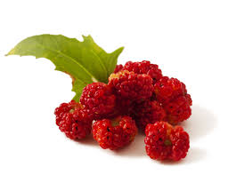 Attēlu rezultāti vaicājumam “Chenopodium foliosum”