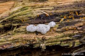 Attēlu rezultāti vaicājumam “Ceratiomyxa fruticulosa young”
