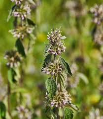 Attēlu rezultāti vaicājumam “Leonurus quinquelobatus flower”