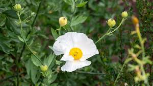 Image result for Romneya coulteri
