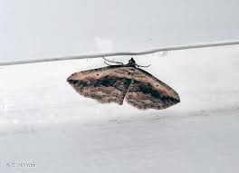 Attēlu rezultāti vaicājumam “Horisme vitalbata”