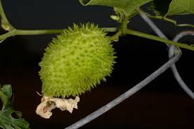 Attēlu rezultāti vaicājumam “Carex dioica fruit”