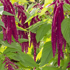 Image result for Fuchsschwanz