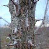 Attēlu rezultāti vaicājumam “Kalopanax septemlobus fruit”