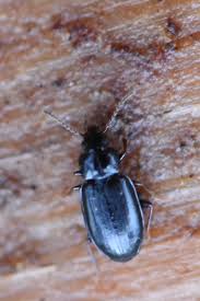 Attēlu rezultāti vaicājumam “Tachyta nana”