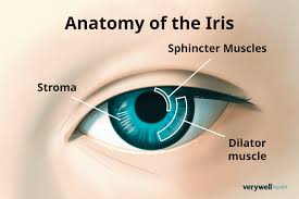 Image result for Iris