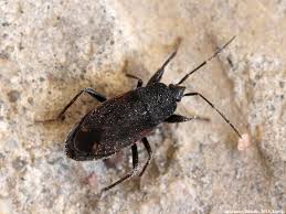 Attēlu rezultāti vaicājumam “Eremocoris plebejus”