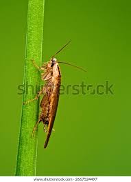 Attēlu rezultāti vaicājumam “Ectobius sylvestris nymph”