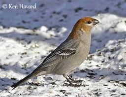 Attēlu rezultāti vaicājumam “Pinicola enucleator adult”