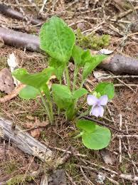 Attēlu rezultāti vaicājumam “Viola mirabilis flower”