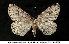 Attēlu rezultāti vaicājumam “Ectropis crepuscularia”