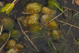 Attēlu rezultāti vaicājumam “Nostoc pruniforme”