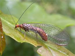 Attēlu rezultāti vaicājumam “Lophozia capitata”