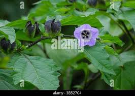 Attēlu rezultāti vaicājumam “Nicandra physalodes fruit”