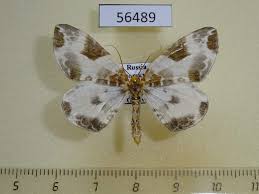 Attēlu rezultāti vaicājumam “Eulithis sp.”