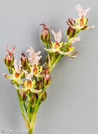 Attēlu rezultāti vaicājumam “Juncus compressus”