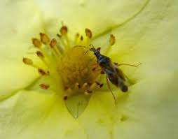 Attēlu rezultāti vaicājumam “Anthocoris nemorum”