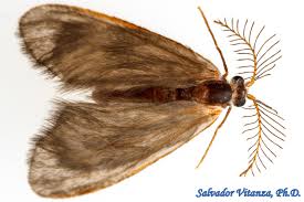 Attēlu rezultāti vaicājumam “Psychidae”