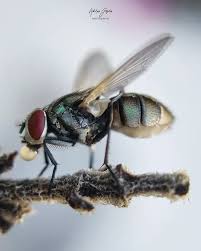 Attēlu rezultāti vaicājumam “Muscidae”