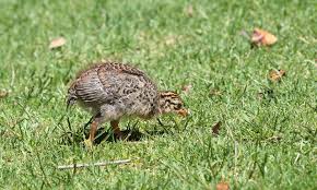 Attēlu rezultāti vaicājumam “Numida meleagris”