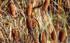 Image result for Rohrkolben