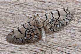 Attēlu rezultāti vaicājumam “Eupithecia venosata”