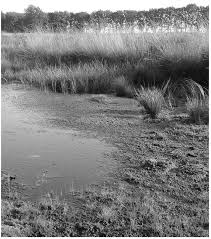 Attēlu rezultāti vaicājumam “Sphagnum cuspidatum”