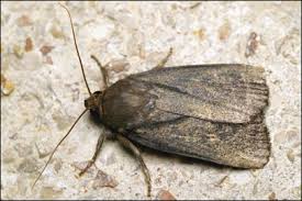 Attēlu rezultāti vaicājumam “Amphipyra livida”