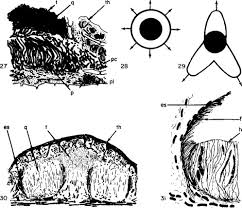 Attēlu rezultāti vaicājumam “Petractis sp.”