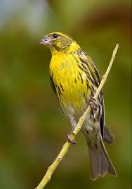 Image result for Serinus serinus