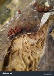 Attēlu rezultāti vaicājumam “Stemonitis splendens”