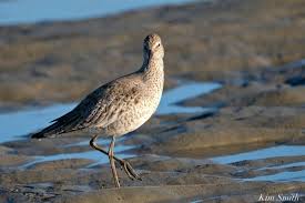 Image result for Tringa melanoleuca