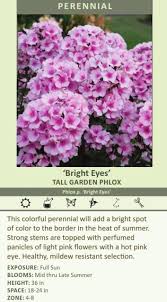 Image result for Phlox paniculata `Bright Eyes`