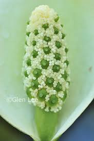 Attēlu rezultāti vaicājumam “Calla palustris leaf”