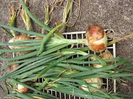 Attēlu rezultāti vaicājumam “Allium cepa”