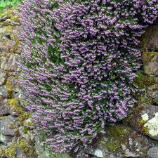 Attēlu rezultāti vaicājumam “Erica x darleyensis”