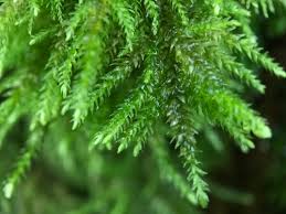 Attēlu rezultāti vaicājumam “Thamnobryum alopecurum”