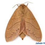 Attēlu rezultāti vaicājumam “Lasiocampidae”