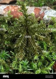 Attēlu rezultāti vaicājumam “Climacium dendroides”