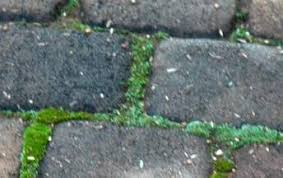 Attēlu rezultāti vaicājumam “Bryum argenteum sporophyte”