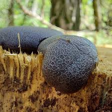 Attēlu rezultāti vaicājumam “Amaurochaete atra macro”