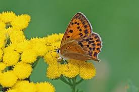 Attēlu rezultāti vaicājumam “Lycaena virgaureae”