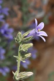 Image result for Campanula moesiaca