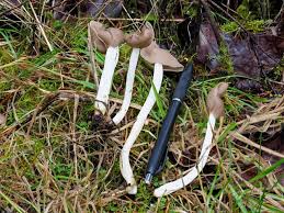 Attēlu rezultāti vaicājumam “Helvella elastica”