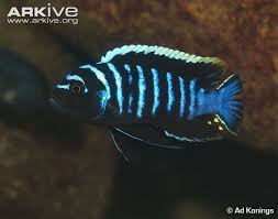 Risultati immagini per cynotilapia pulpican