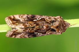 Attēlu rezultāti vaicājumam “Autographa pulchrina”