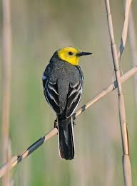 Attēlu rezultāti vaicājumam “Motacilla citreola male”